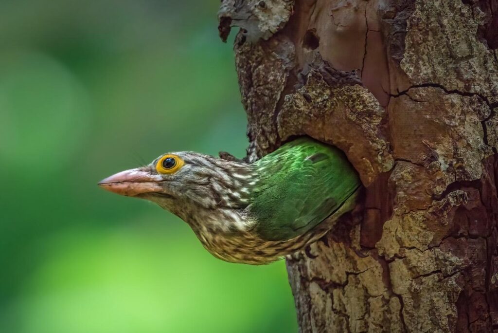 The Lineated Barbet is a vibrant bird species found in tropical forests, is an Asian barbet native to the Terai, the Brahmaputra basin to Southeast Asia. Known for its striking plumage, it features a combination of bright green, black, and ash feathers. With its distinctive call and skillful tree-climbing abilities, the Lineated Barbet is a fascinating sight in its natural habitat.