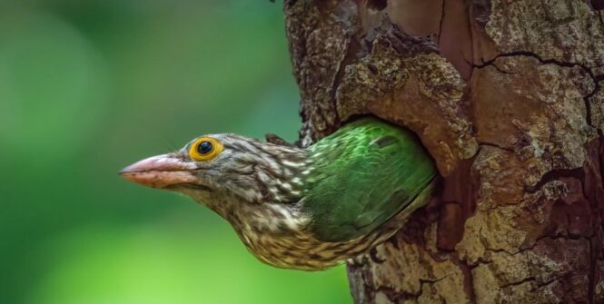 The Lineated Barbet is a vibrant bird species found in tropical forests, is an Asian barbet native to the Terai, the Brahmaputra basin to Southeast Asia. Known for its striking plumage, it features a combination of bright green, black, and ash feathers. With its distinctive call and skillful tree-climbing abilities, the Lineated Barbet is a fascinating sight in its natural habitat.