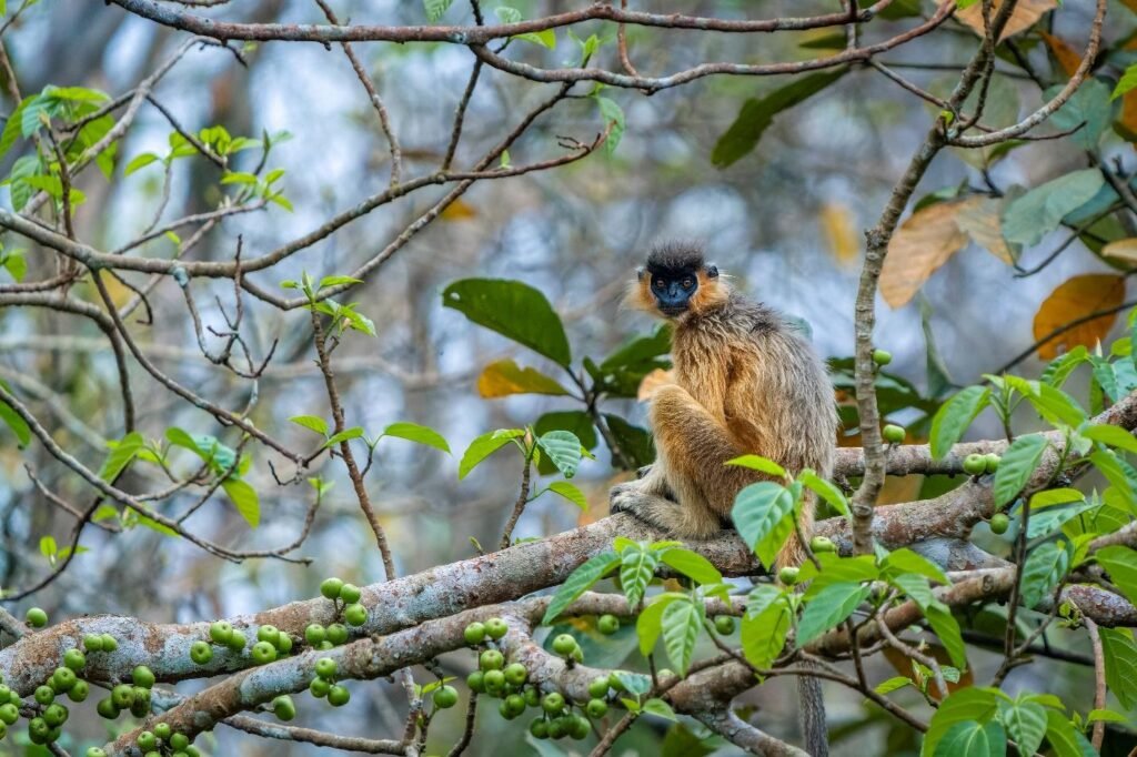 The Capped Langur is a striking primate found in South Asia, known for its distinctive black fur cap atop its head. With a graceful and agile demeanor, it primarily inhabits forested regions and feeds on a variety of leaves, fruits, and flowers. Despite facing habitat loss and hunting pressures, conservation efforts aim to protect this charismatic species and ensure its long-term survival.