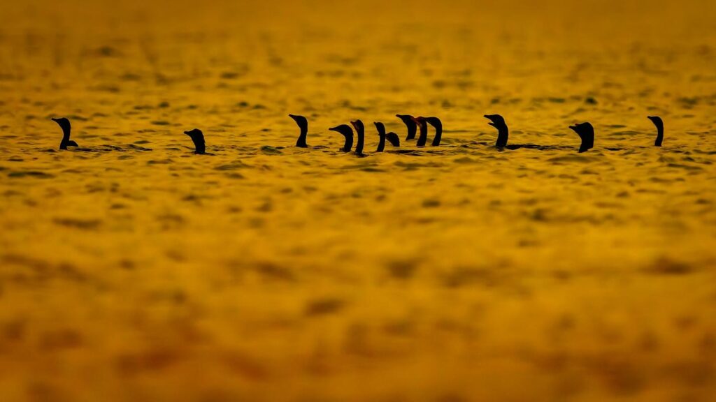 A flock of Little Cormorants creates a captivating spectacle with their synchronized flight and diving patterns, especially during the magical golden hour like this photo. These small water birds are commonly found across Asia, inhabiting freshwater lakes, rivers, and wetlands. Their sleek black feathers and bright yellow facial skin add to their distinct appearance as they gather in large numbers to fish and roost together.