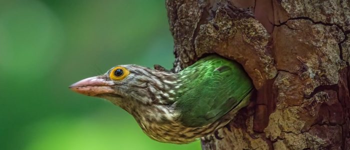 The Lineated Barbet is a vibrant bird species found in tropical forests, is an Asian barbet native to the Terai, the Brahmaputra basin to Southeast Asia. Known for its striking plumage, it features a combination of bright green, black, and ash feathers. With its distinctive call and skillful tree-climbing abilities, the Lineated Barbet is a fascinating sight in its natural habitat.