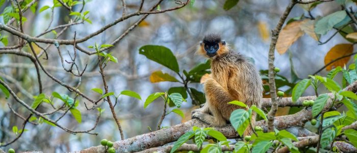 The Capped Langur is a striking primate found in South Asia, known for its distinctive black fur cap atop its head. With a graceful and agile demeanor, it primarily inhabits forested regions and feeds on a variety of leaves, fruits, and flowers. Despite facing habitat loss and hunting pressures, conservation efforts aim to protect this charismatic species and ensure its long-term survival.