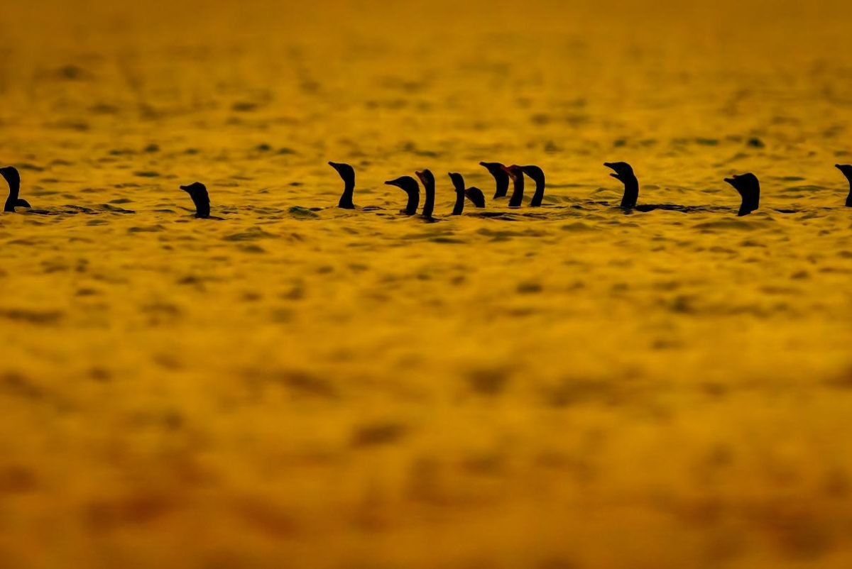 A flock of Little Cormorants creates a captivating spectacle with their synchronized flight and diving patterns, especially during the magical golden hour like this photo. These small water birds are commonly found across Asia, inhabiting freshwater lakes, rivers, and wetlands. Their sleek black feathers and bright yellow facial skin add to their distinct appearance as they gather in large numbers to fish and roost together.